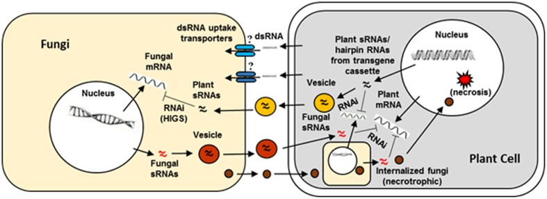 FIGURE 2