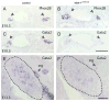 Fig. 9