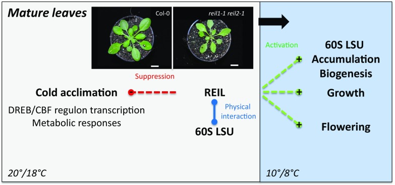 Figure 12.