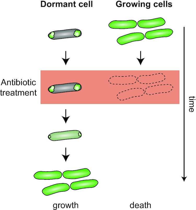 Figure 7.