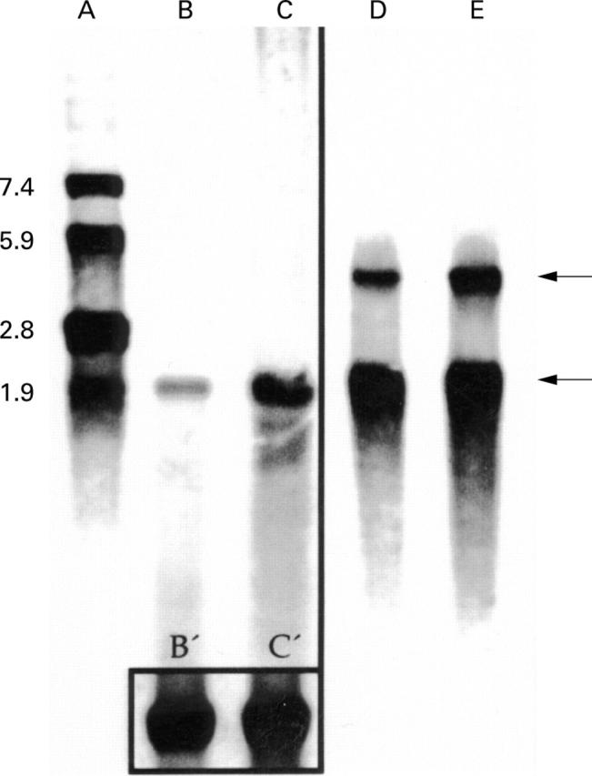 Figure 4  