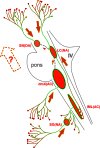 Fig. 6