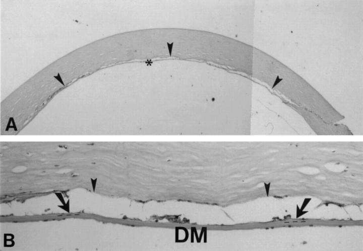 Figure 4  