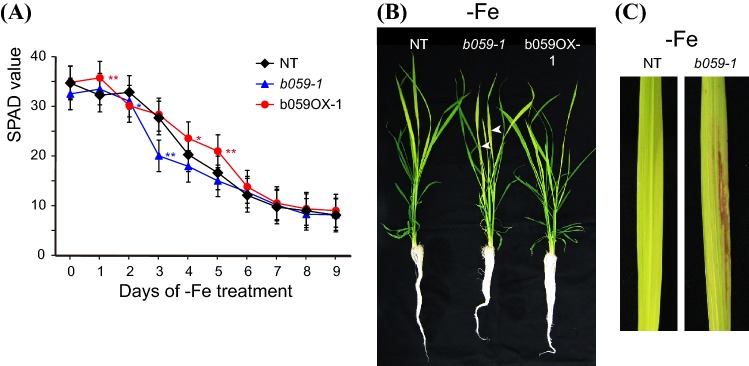 Fig. 6