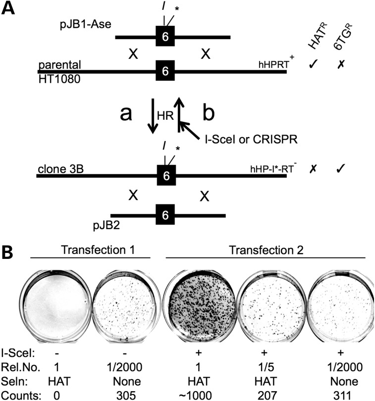 Figure 5.