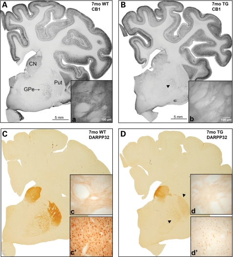 Figure 5.