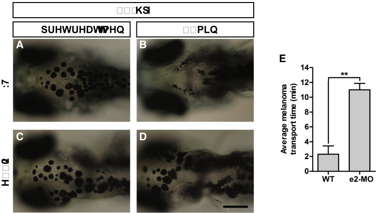 Figure 6