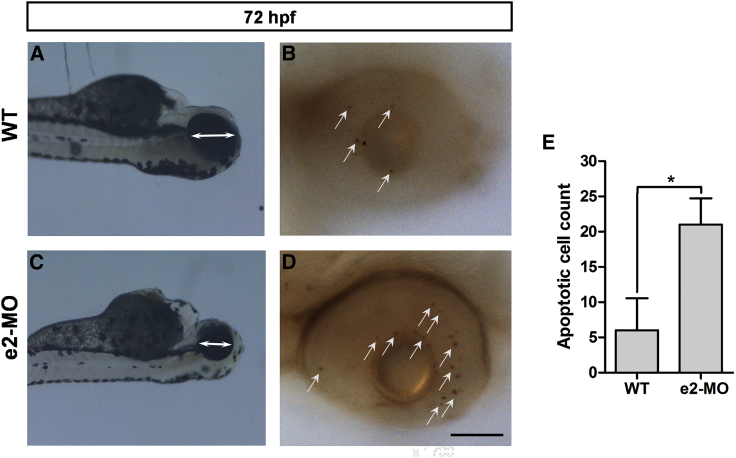 Figure 3