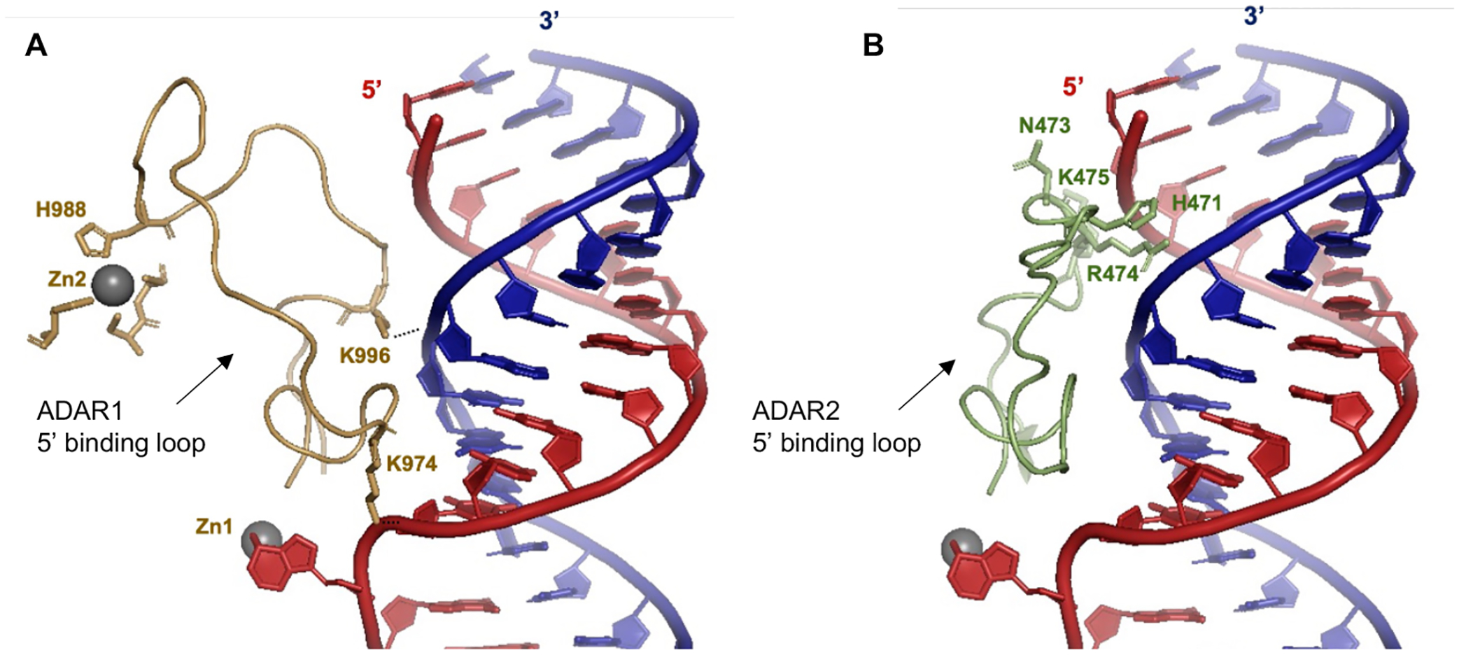 Fig. 11.