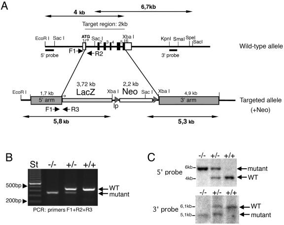 FIG. 1.