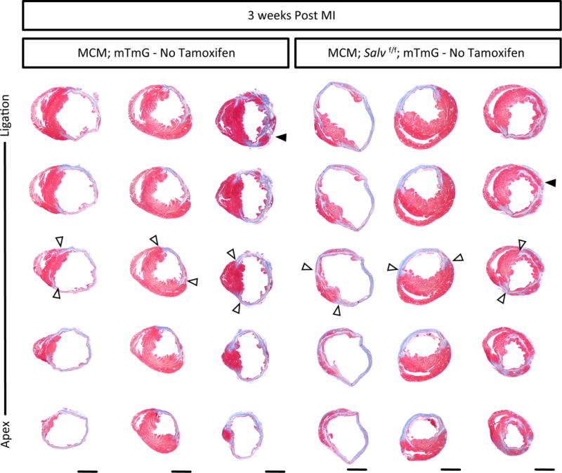 Extended Data Fig. 3