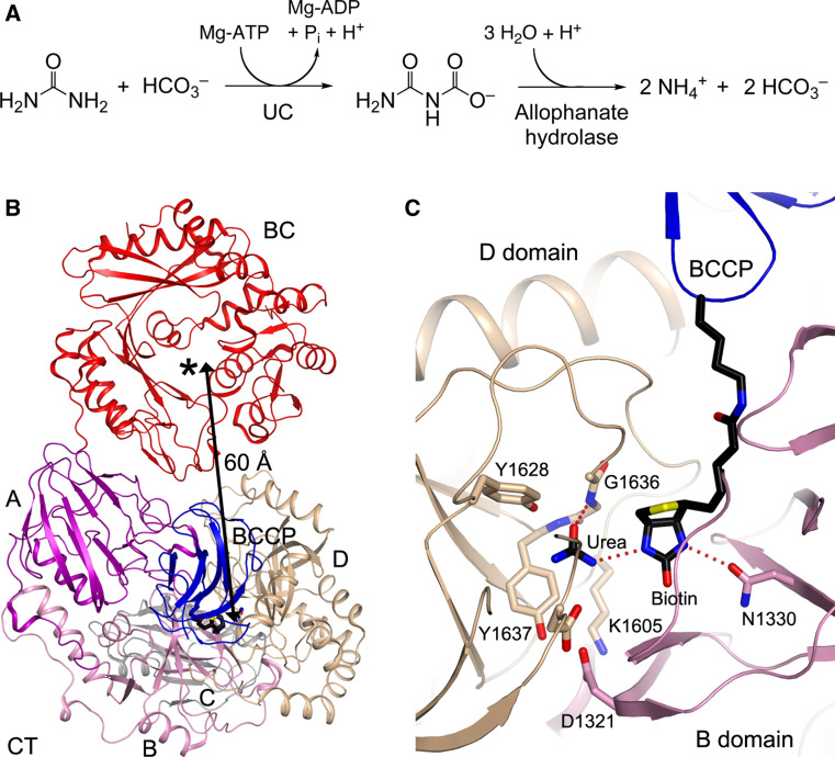 Fig. 10