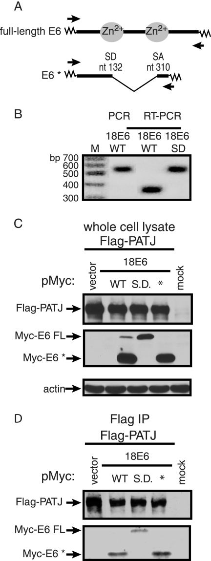 FIG. 4.