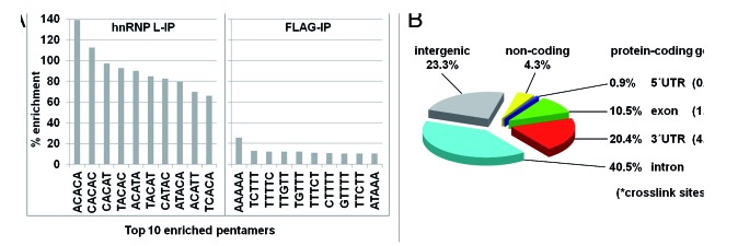 graphic file with name rna-11-146-g2.jpg