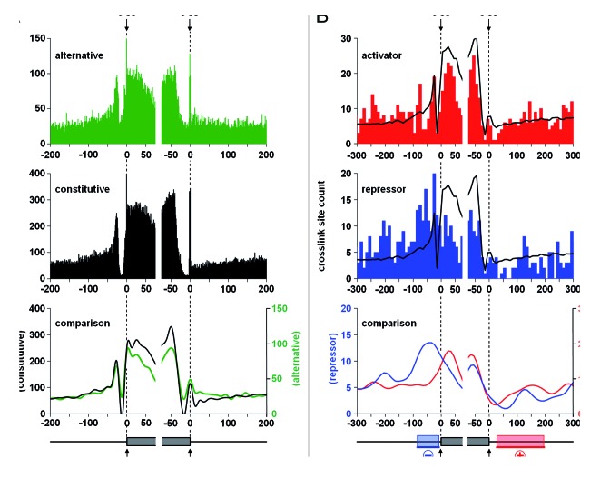 graphic file with name rna-11-146-g3.jpg