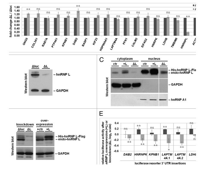 graphic file with name rna-11-146-g6.jpg