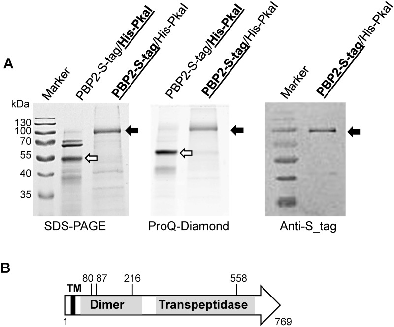 Fig 5