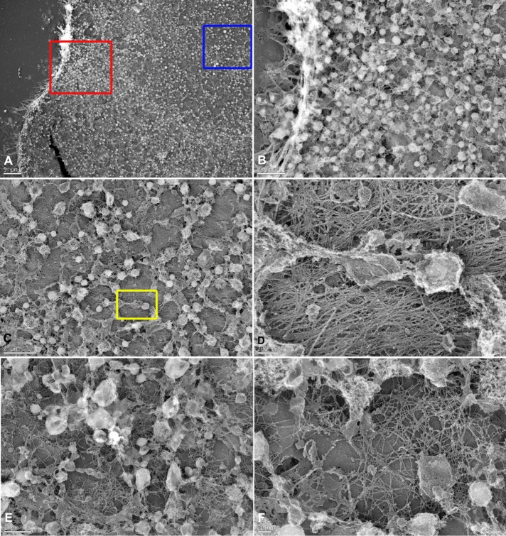 FIGURE 4: