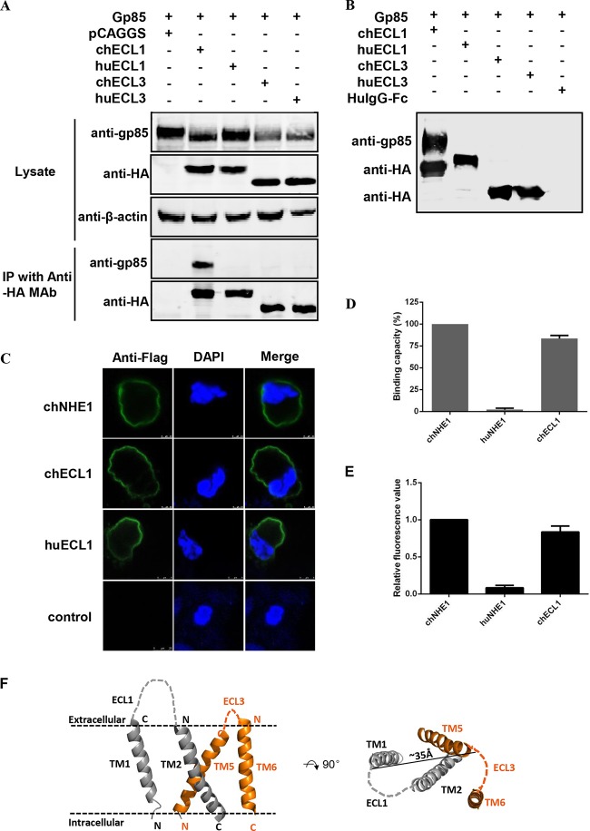 FIG 2