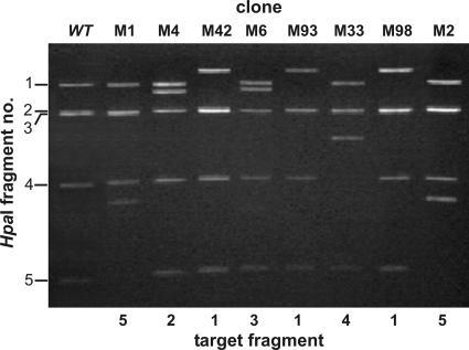 FIG. 1.