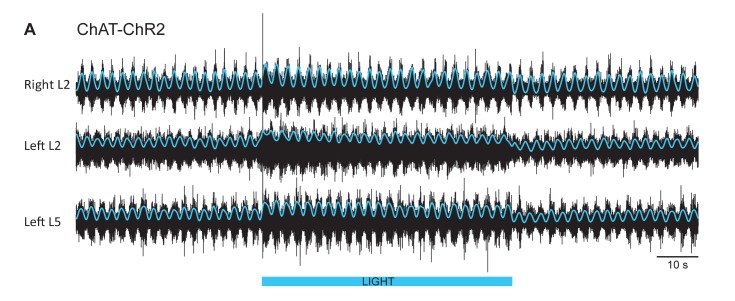 Figure 5—figure supplement 2.