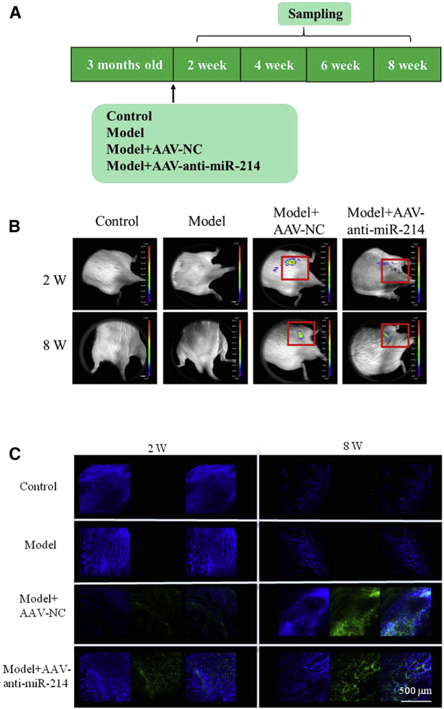 Figure 3