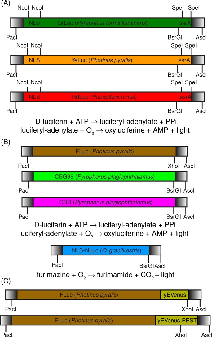 FIGURE 1: