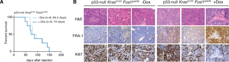 Figure 6—figure supplement 1.