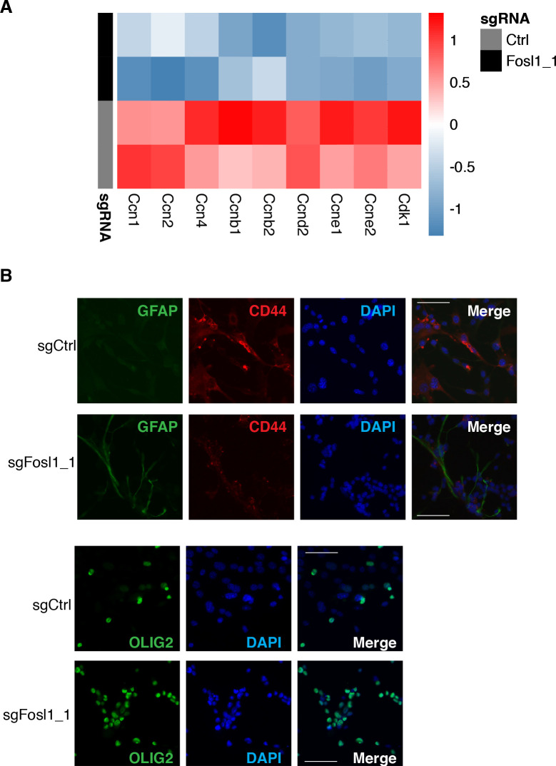 Figure 5—figure supplement 1.