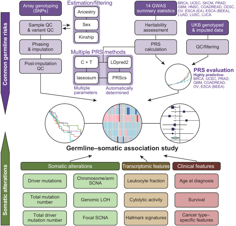 Figure 1. Overview of this study. A graphical overview of germline–somatic association analyses. SNP, single-nucleotide polymorphism; QC, quality control; BRCA, breast cancer; UCEC, uterine endometrial carcinoma; SKCM, skin cutaneous melanoma; PRAD, prostate cancer; GBM, glioblastoma multiforme; HNSC, head and neck squamous cell carcinoma; COADREAD, colorectal cancer; CESC, cervical cancer; OV, ovarian serous carcinoma; ESCA (EA), esophageal adenocarcinoma; ESCA (BEEA), esophageal adenocarcinoma and Barrett's esophagus; LUAD, lung adenocarcinoma; LUSC, lung squamous cell carcinoma; LUCA, lung cancer; SCNA, somatic copy-number alteration; LOH, loss of heterozygosity.