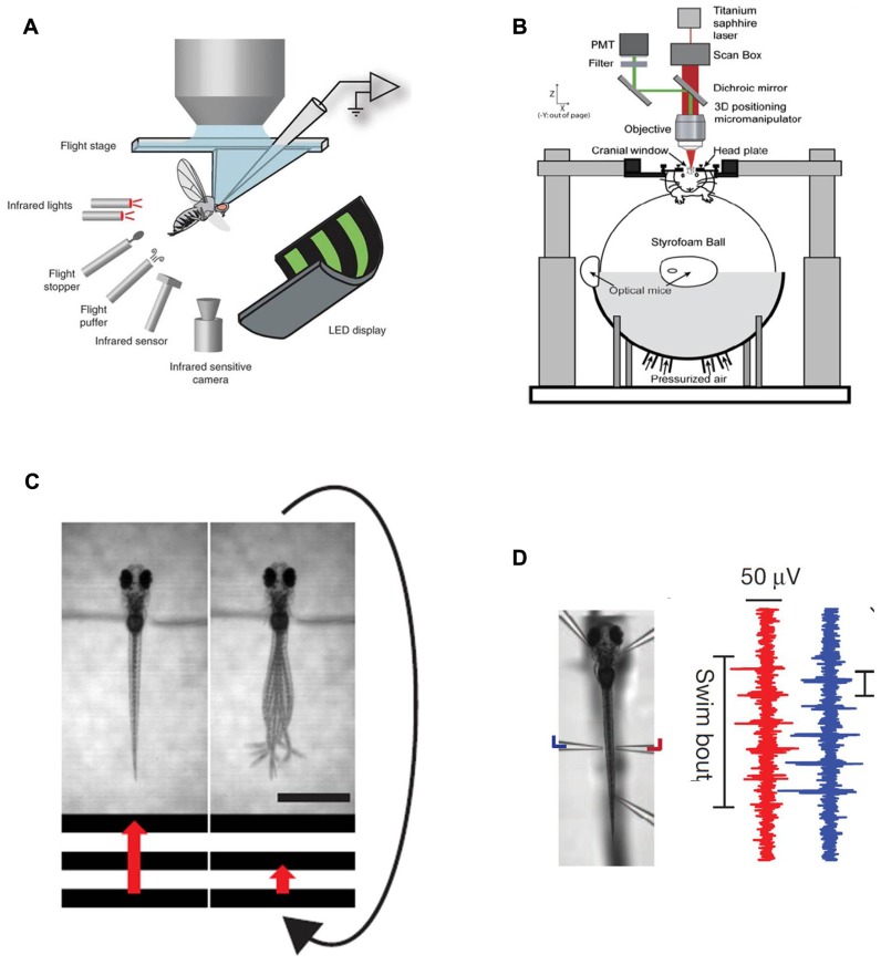 FIGURE 1