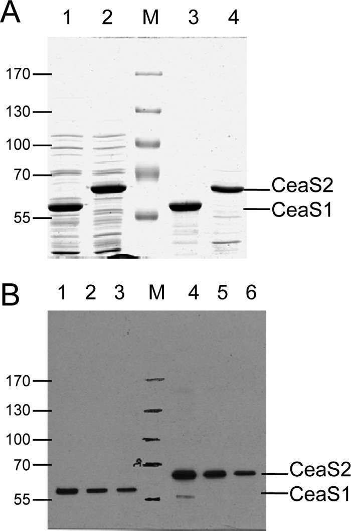 Fig 5