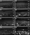 Fig. 8.