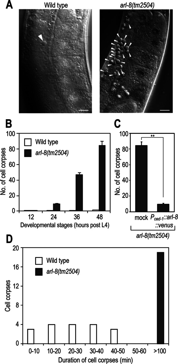 FIGURE 1: