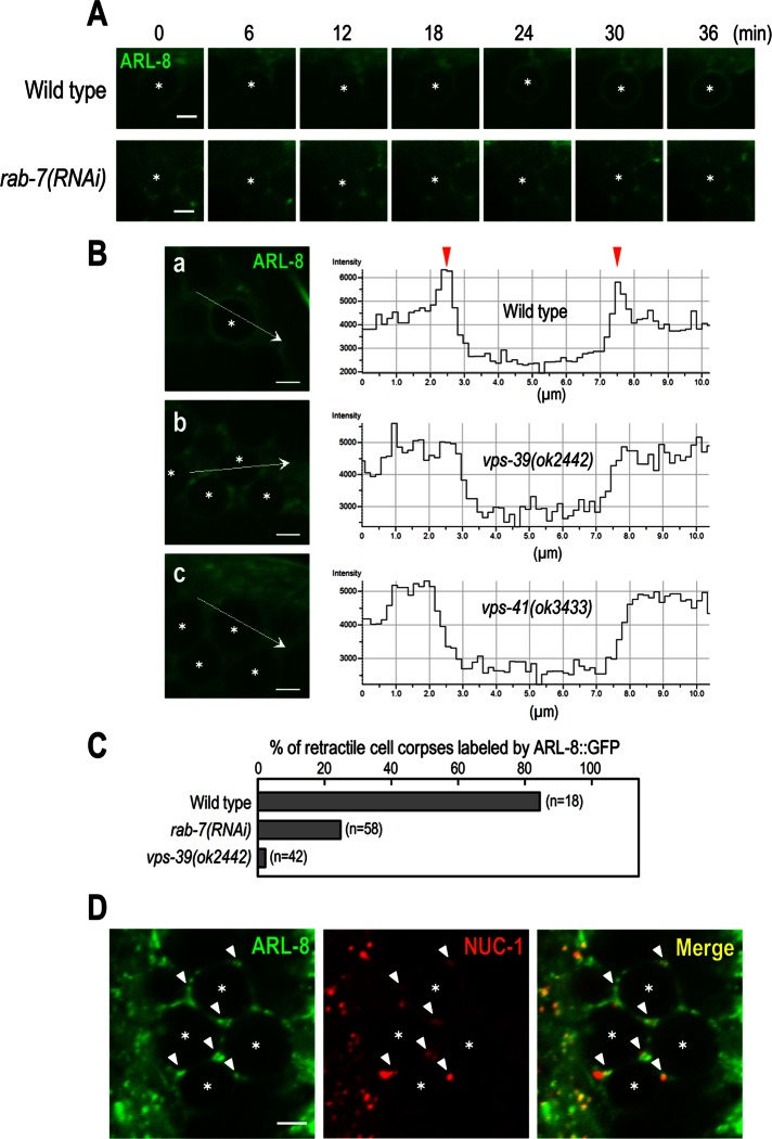 FIGURE 5: