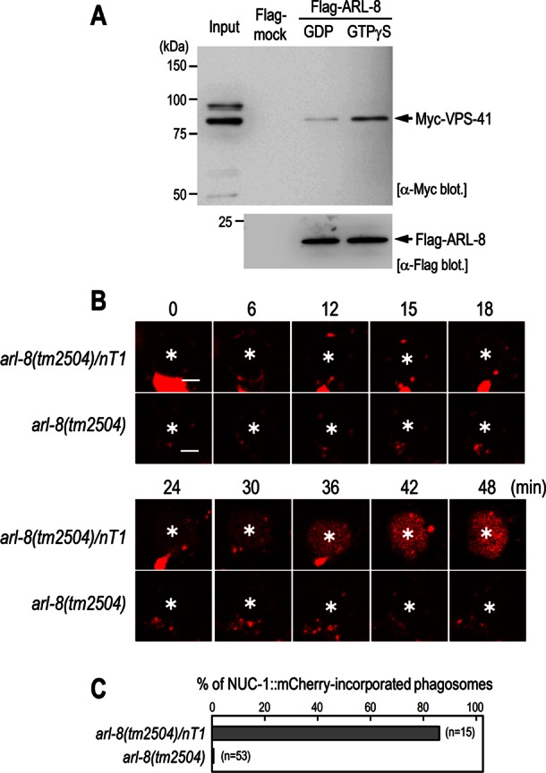 FIGURE 6: