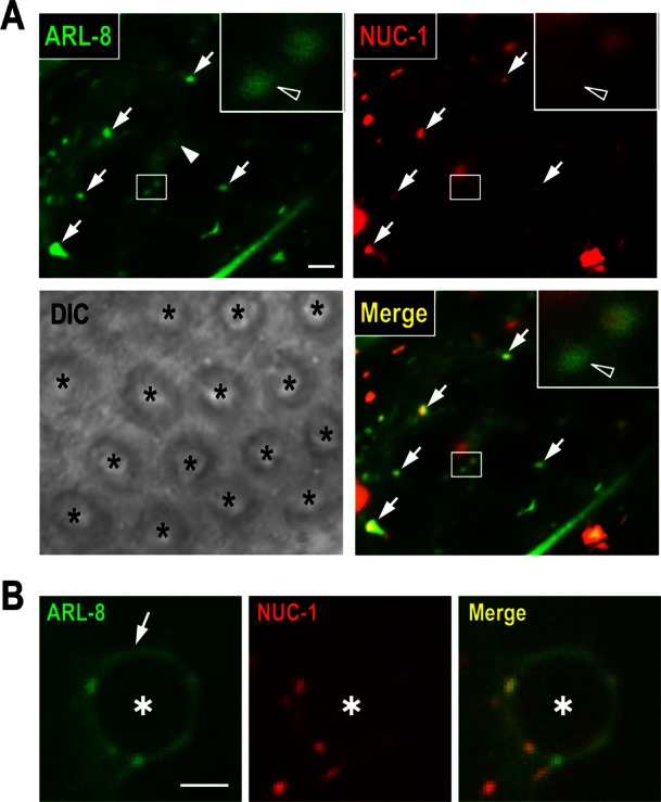 FIGURE 3: