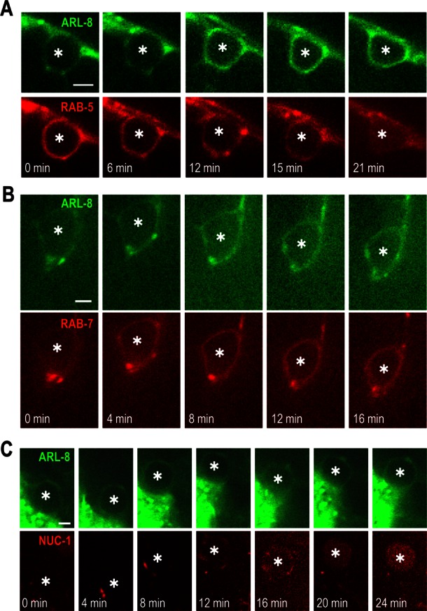 FIGURE 4: