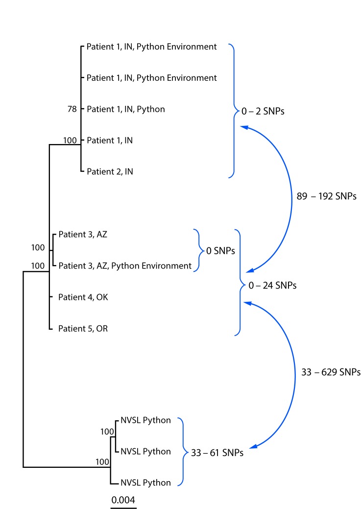 The figure above is a diagram showing a whole-genome sequencing analysis of isolate genomes of Salmonella Paratyphi B variant L(+) tartrate + (Java) from human, from Python regius, and from environmental sources associated with the outbreak investigation in the United States in 2017.