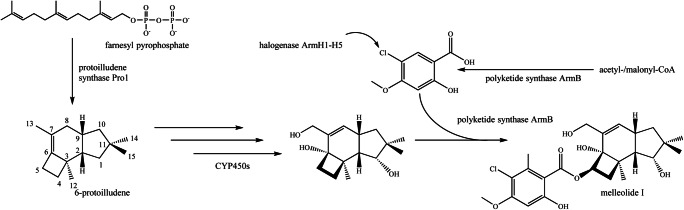 Fig. 2