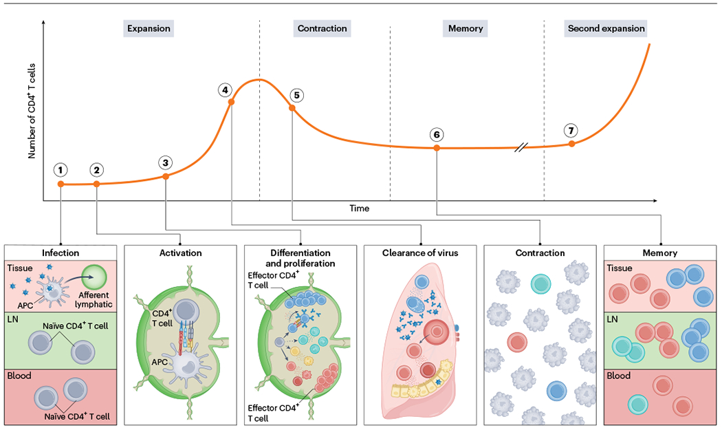 Fig. 1 |