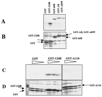 FIG. 2.