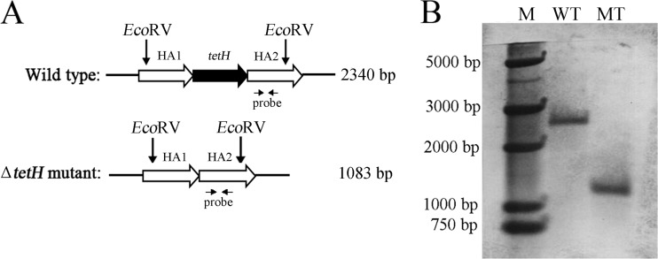 FIG 3