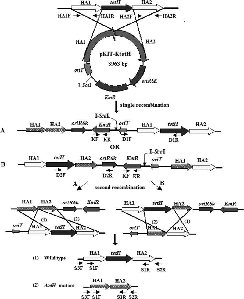 FIG 1