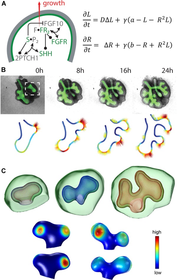 FIGURE 2