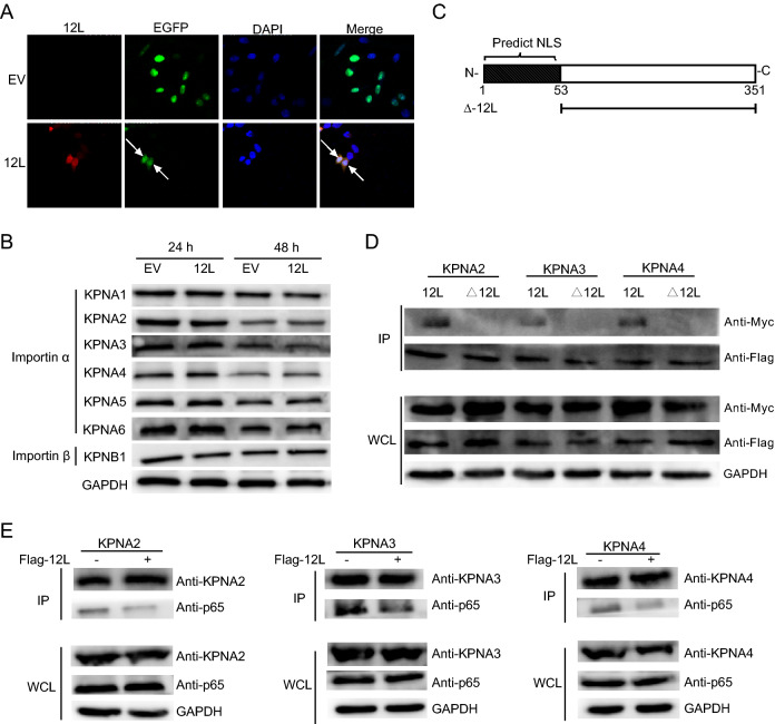 Fig. 4