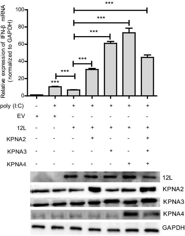 Fig. 5