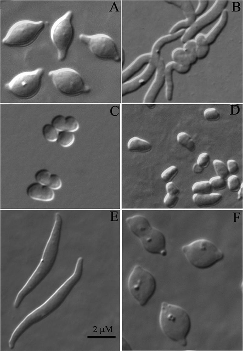 FIG. 2.