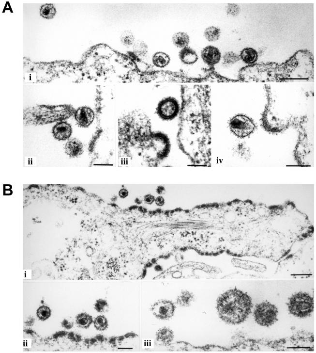 FIG. 5.