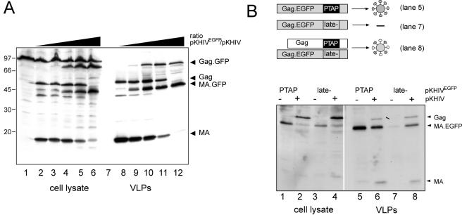 FIG. 7.